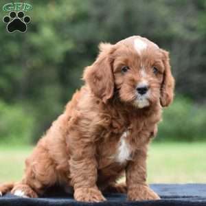 Jackson, Cavapoo Puppy